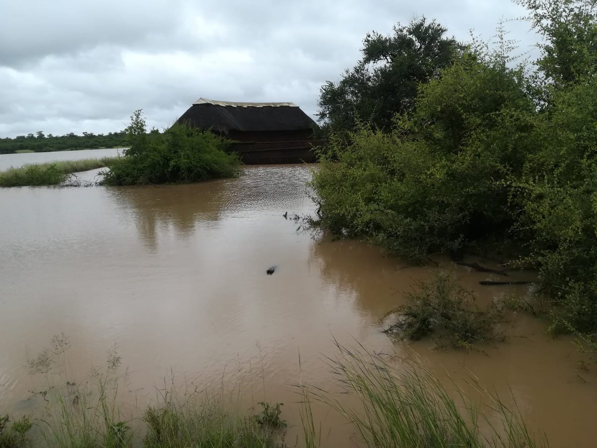SANParksKNP's tweet image. Sable Hide.  #TropicalCycloneEloise