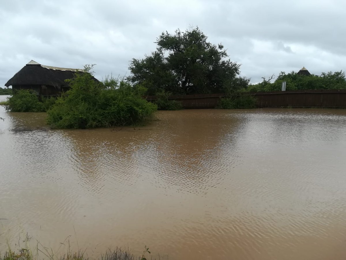 SANParksKNP's tweet image. Sable Hide.  #TropicalCycloneEloise
