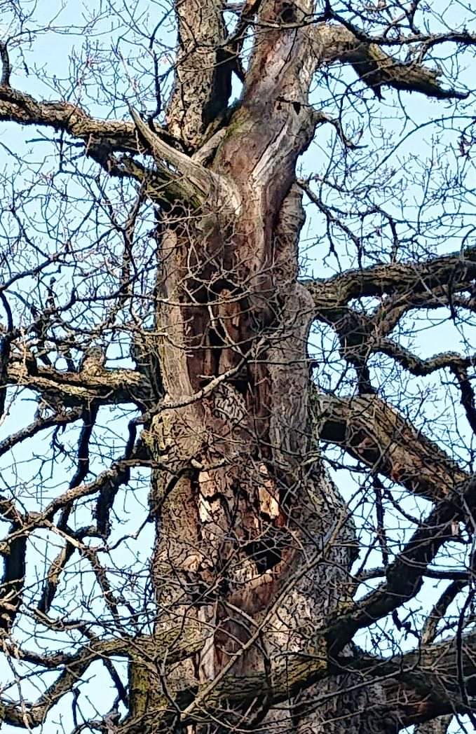 altosensibile's tweet photo. Vad betyder en skog - om inget är gammalt i den? Vad betyder en mänsklighet om alla är unga?
#ugglor #träd #skog #gammelskog #mänsklighet #gamla #unga https://t.co/aeGfWYv8M7