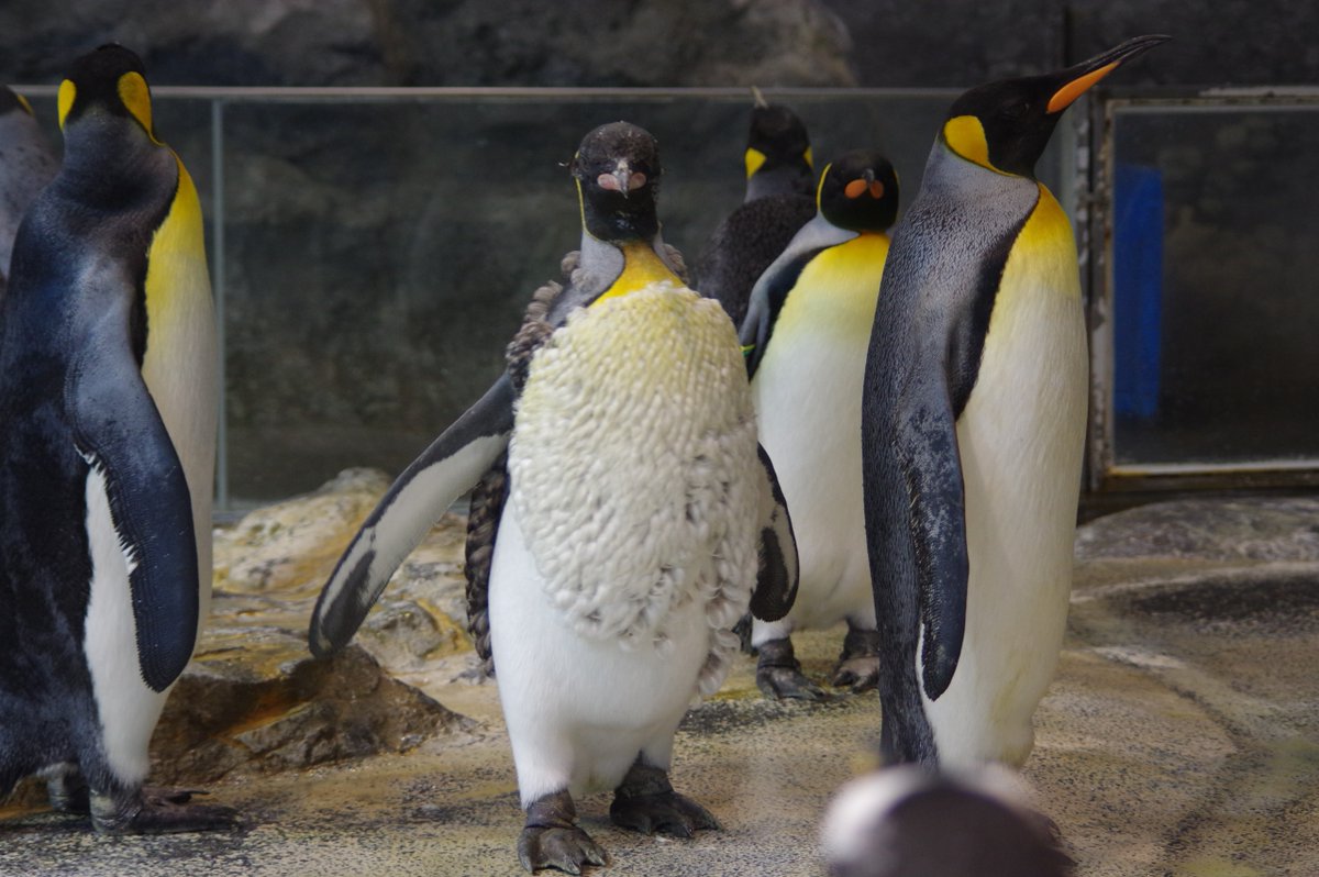 長崎ペンギン水族館【公式】 on X: 