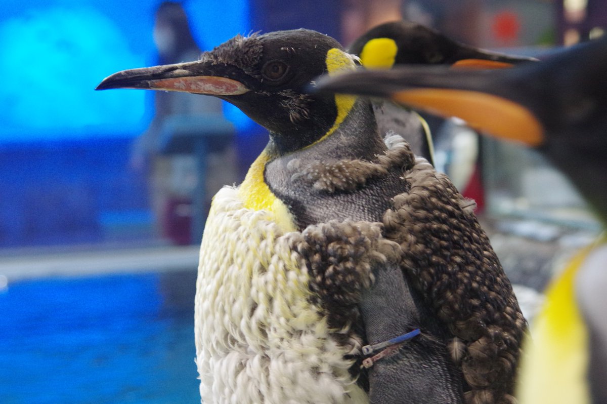 長崎ペンギン水族館【公式】 on X: 