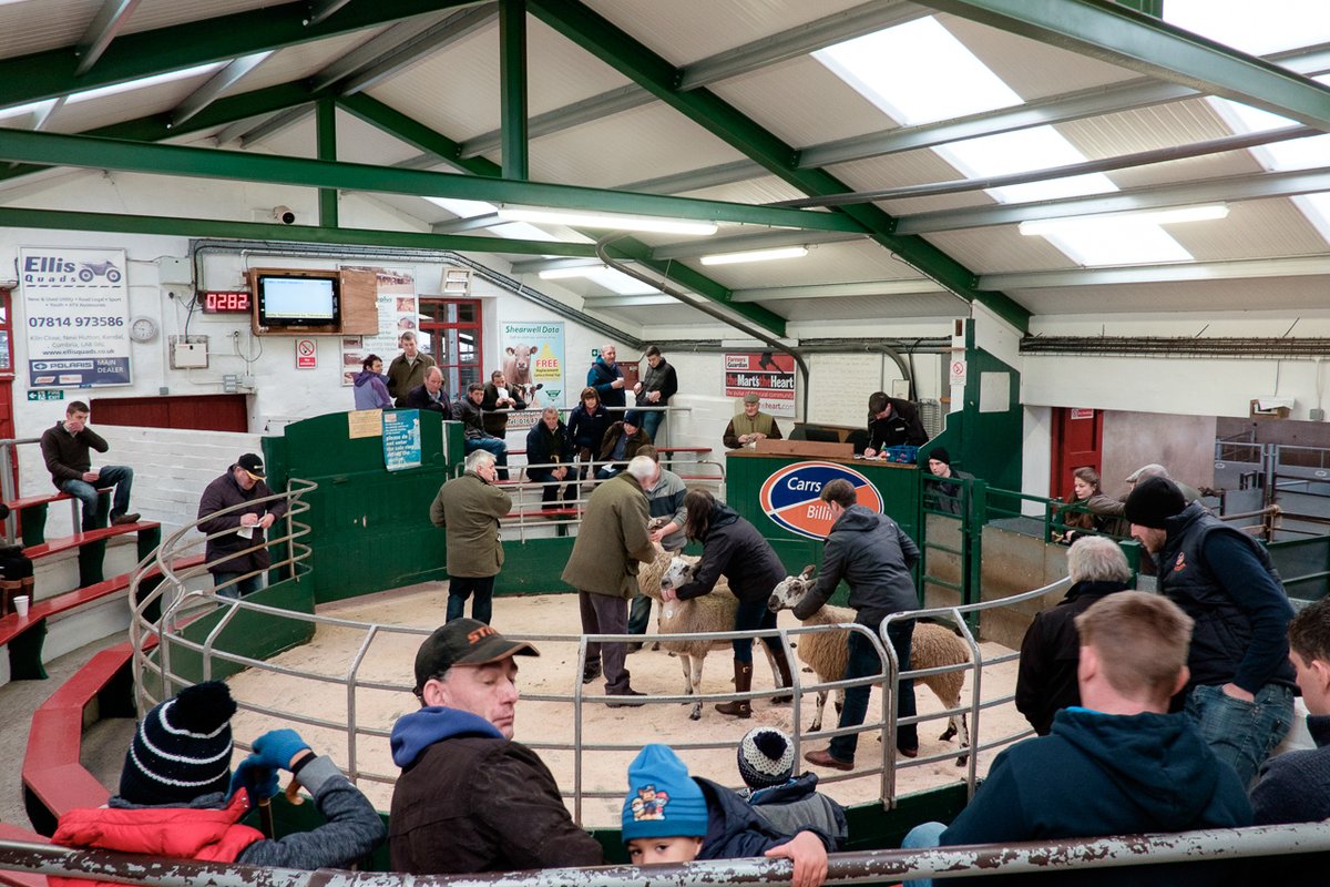 Even further inside, in the auction ring, it's just about warm enough for the BFL judging