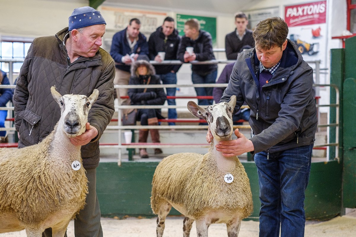 ...where some entrants appear to have BFL envy