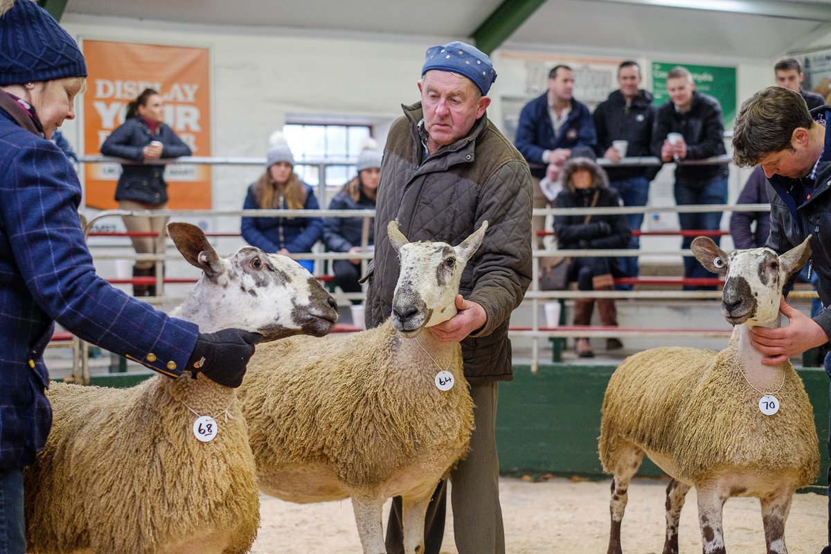 ...where some entrants appear to have BFL envy