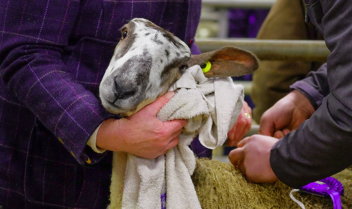 All judging over, the BFLs get their final face wash and the sale's about to start