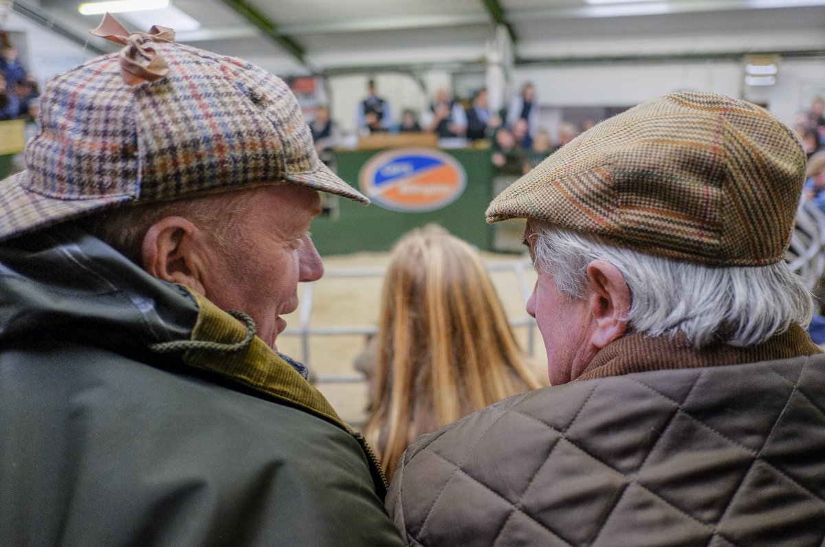 All judging over, the BFLs get their final face wash and the sale's about to start