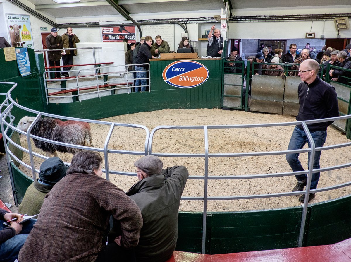 Here's Nikki fetching her herdies in, while  @Sharpr1966 (under the watchful eye of the  #QueenOfHerdwicks) and Arnold Lancaster (with his reserve champion) have already been through the ring