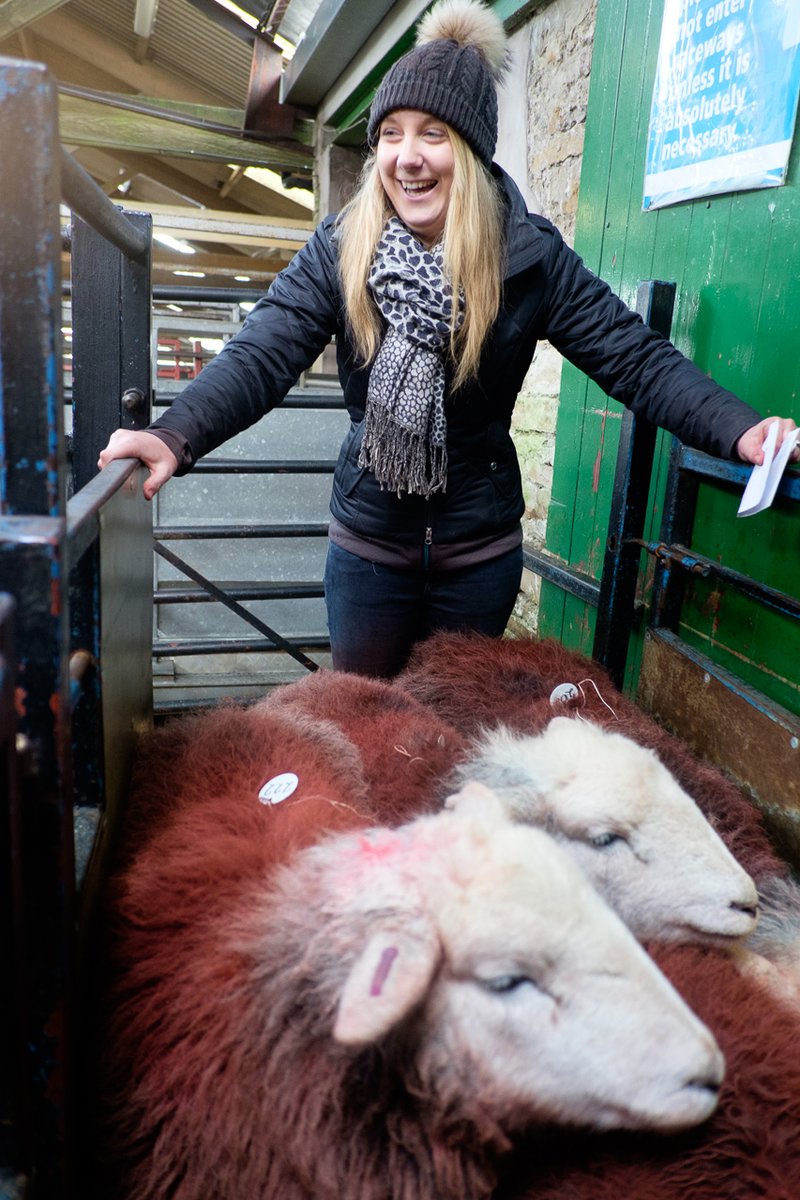 Here's Nikki fetching her herdies in, while  @Sharpr1966 (under the watchful eye of the  #QueenOfHerdwicks) and Arnold Lancaster (with his reserve champion) have already been through the ring