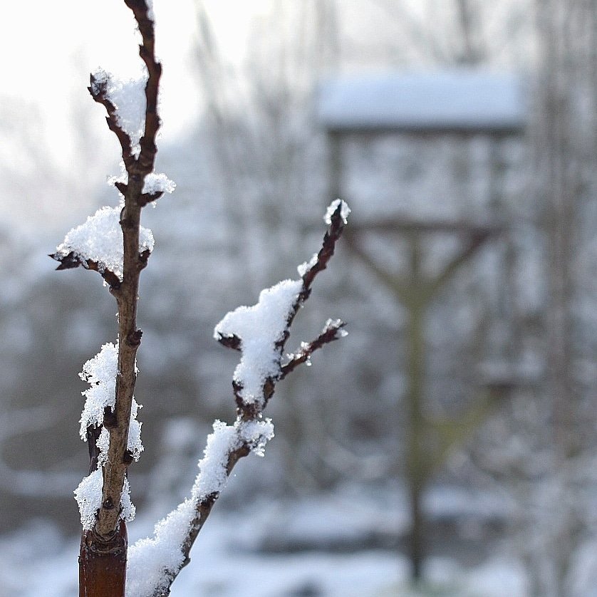 Seeing as everyone else is doing it. Here's my snow pic from the garden this morning 😁