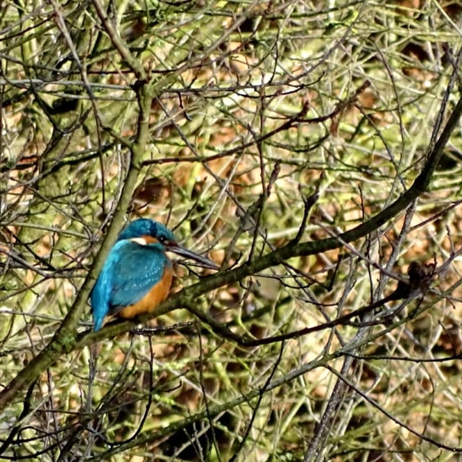 Eindelijk heb ik hem #ijsvogel