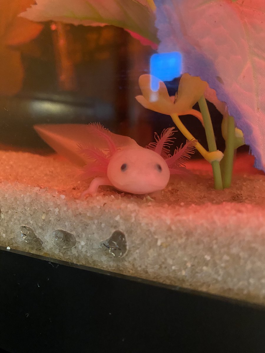 JonMoorcroft's tweet photo. @DuddyB check out our new dirty Lucy axolotl - Duddy! We named him after you. https://t.co/VDdrptsCFv