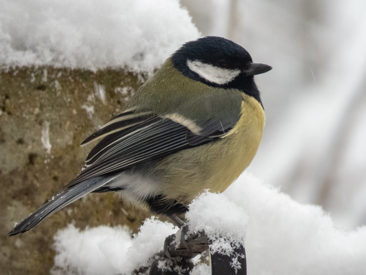 Stirchleyonline's tweet photo. A few photos from this morning Fordhouse lane stirchley 1of2 https://t.co/DGEWoJLOrR