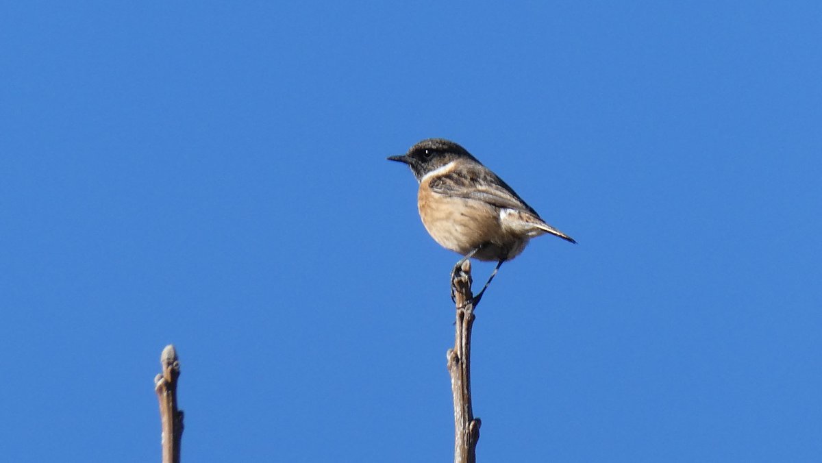 jmpicasprat's tweet photo. Potser un #bitxac comú? Si ho és un altre ocell nou a la saca #casserres #berguedà @birdcatalunya https://t.co/Y8ODcIH7br