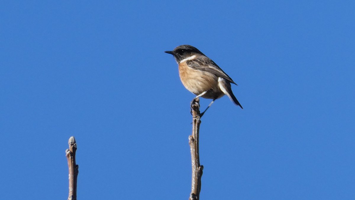 jmpicasprat's tweet photo. Potser un #bitxac comú? Si ho és un altre ocell nou a la saca #casserres #berguedà @birdcatalunya https://t.co/Y8ODcIH7br