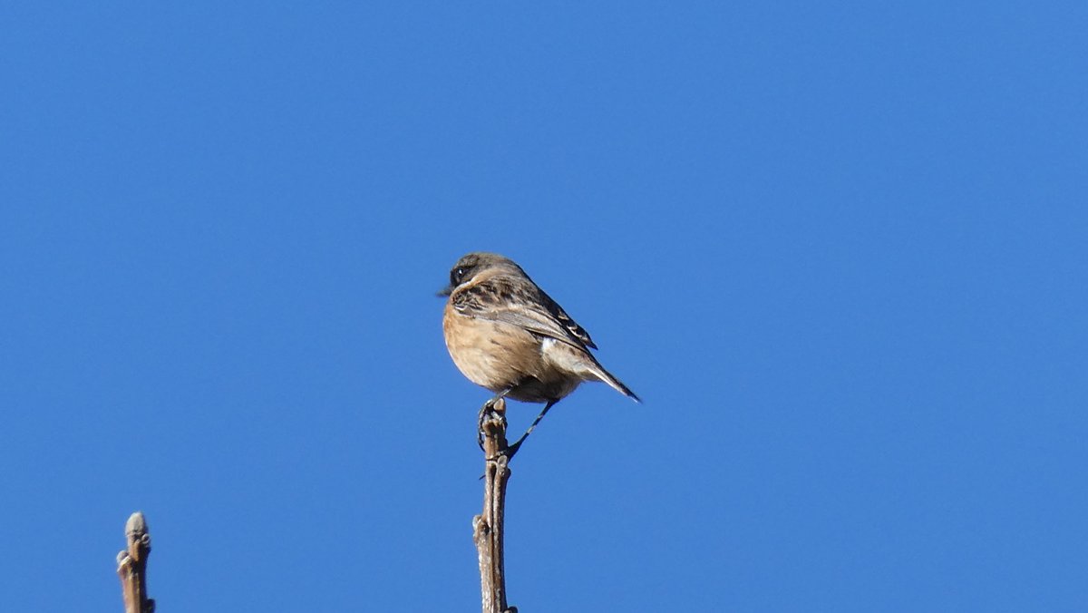 jmpicasprat's tweet photo. Potser un #bitxac comú? Si ho és un altre ocell nou a la saca #casserres #berguedà @birdcatalunya https://t.co/Y8ODcIH7br