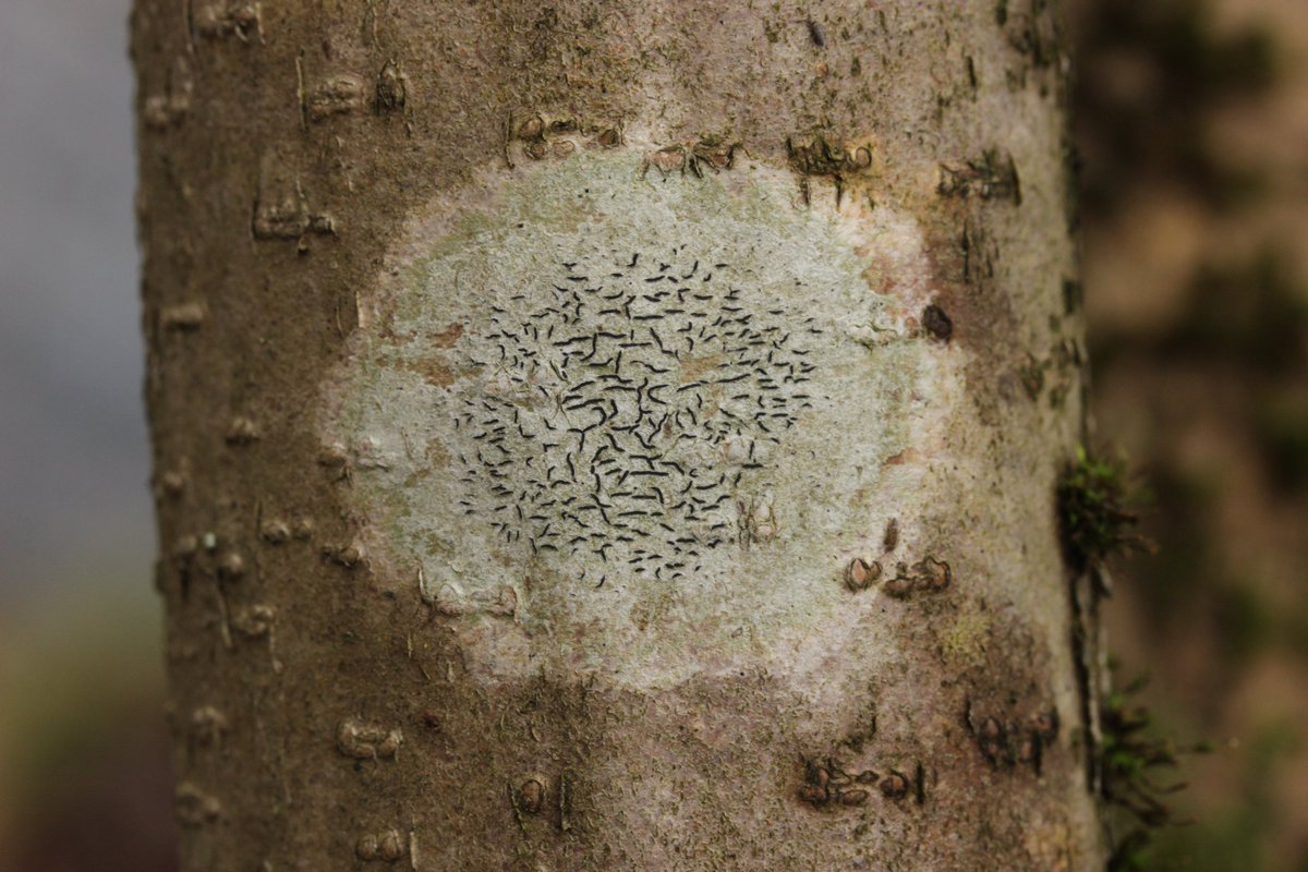 RPilze's tweet photo. Graphis scripta agg.
#Graphisscripta #Graphis #Schriftflechte #scriptlichen #lichen #lichens #lichene #Flechte #natur #nature #Ittertal #Haan #Solingen https://t.co/1ZP9fvHwus