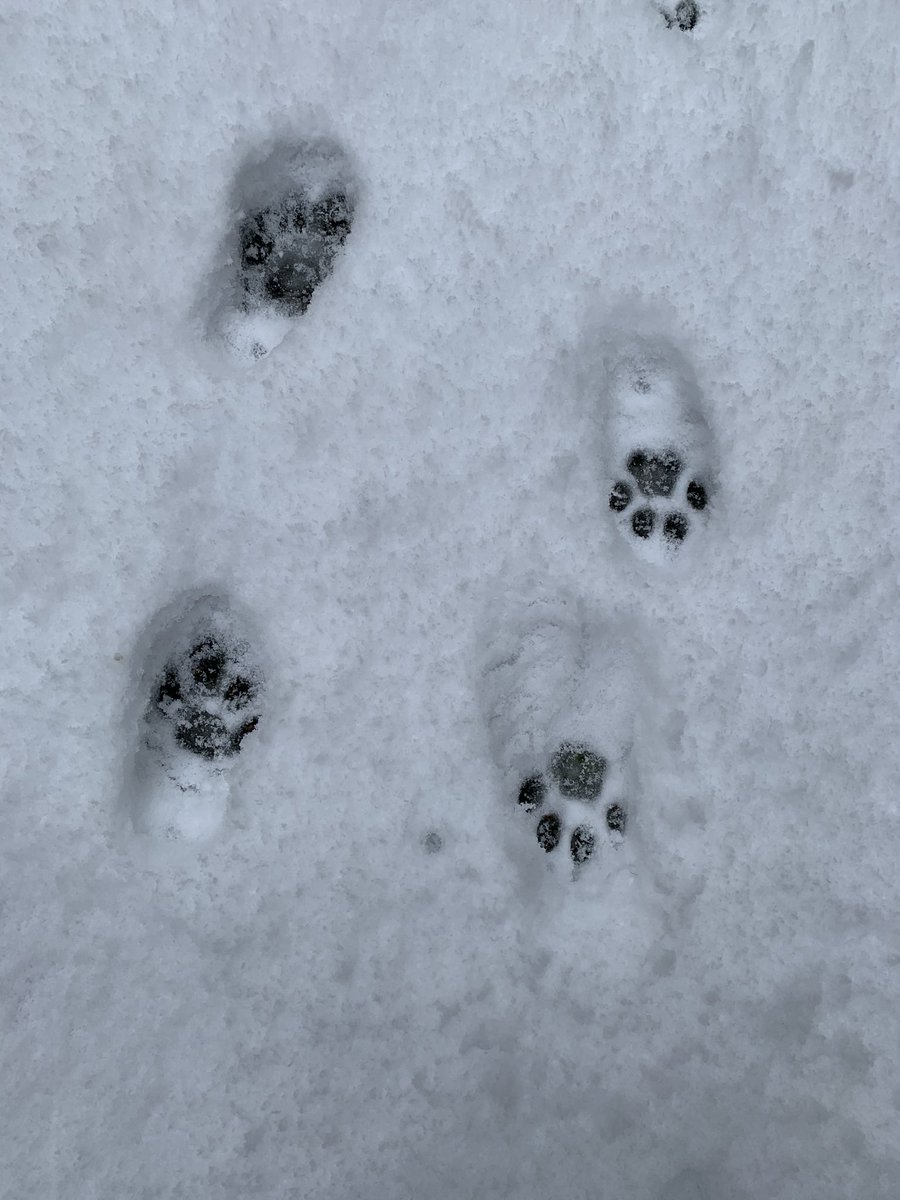 SarahMurch's tweet photo. Timmy went out for a little while. Love those tiny paw prints in the snow https://t.co/fUBylRLP7n