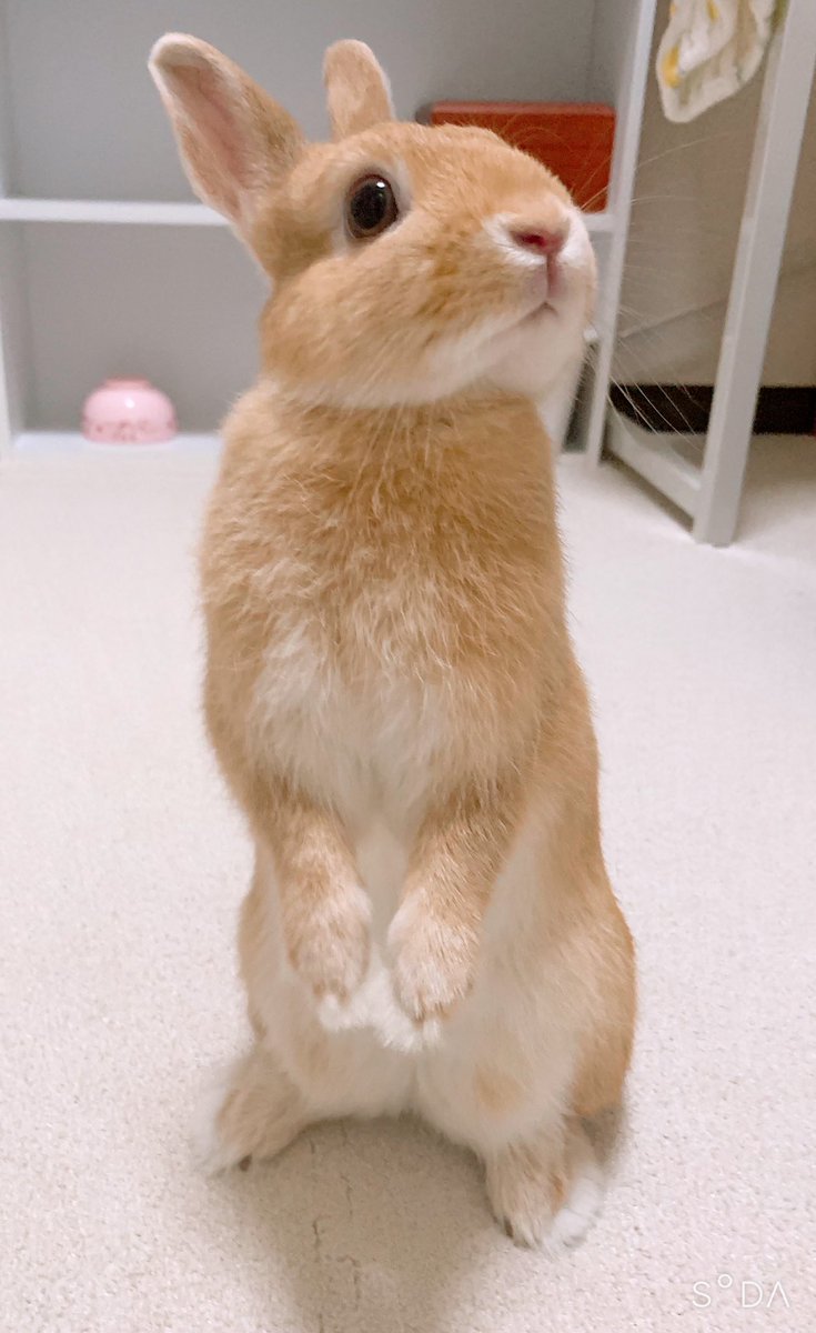 本日のうたっち🐰