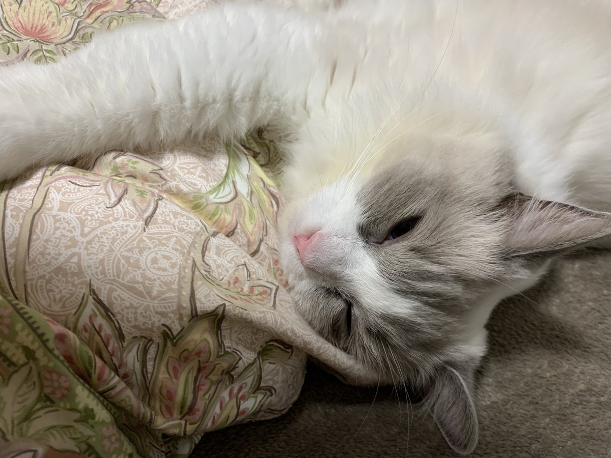 L Generation 先週は下痢 治ったと思ったら くしゃみ鼻水 一昨日からすごい涙目で猫相が変わっていました 去年一昨年の悪夢またか というくらい 3日間の抗生物質とゲンタロールの点鼻点眼でだいぶお目々も開いてきました 1枚目一昨日 2枚目