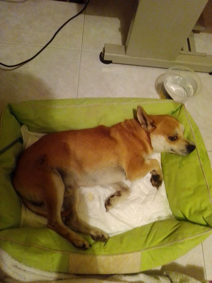 ApasaProtectora's tweet photo. TOBY
El nombre más común para un perro poco común. No tuvo la suerte de tener unos dueños responsables. Fue recogido hace 1 mes en la carretera, atropellado y sin poder mover las patas traseras. Tras unas radiografías pudimos ver que tenía daño medular.
(fotos de cuando apareció) https://t.co/hGLhv28JT0