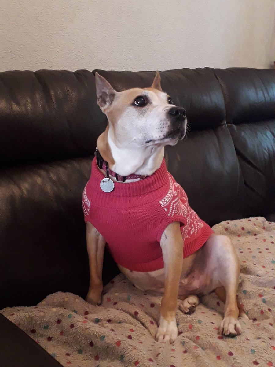 judy_root's tweet photo. @Wood_Green This is Yuna, posing in her new jumper! We adopted her from you 3 1/2 years ago 🐶❤ https://t.co/LCTtRWlaTB