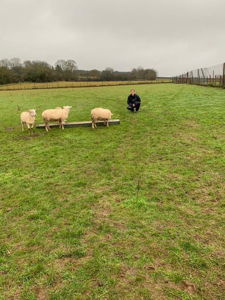 BCA_Maidenhead's tweet image. Agriculture lecturer, Amy&apos;s been making great use of tech taking her L2 students #shepherding with her on the home farm. Wearing an earpiece with a live streaming camera strapped to a harness, she gave #students a virtual view of activities, enabling them to interact in real time