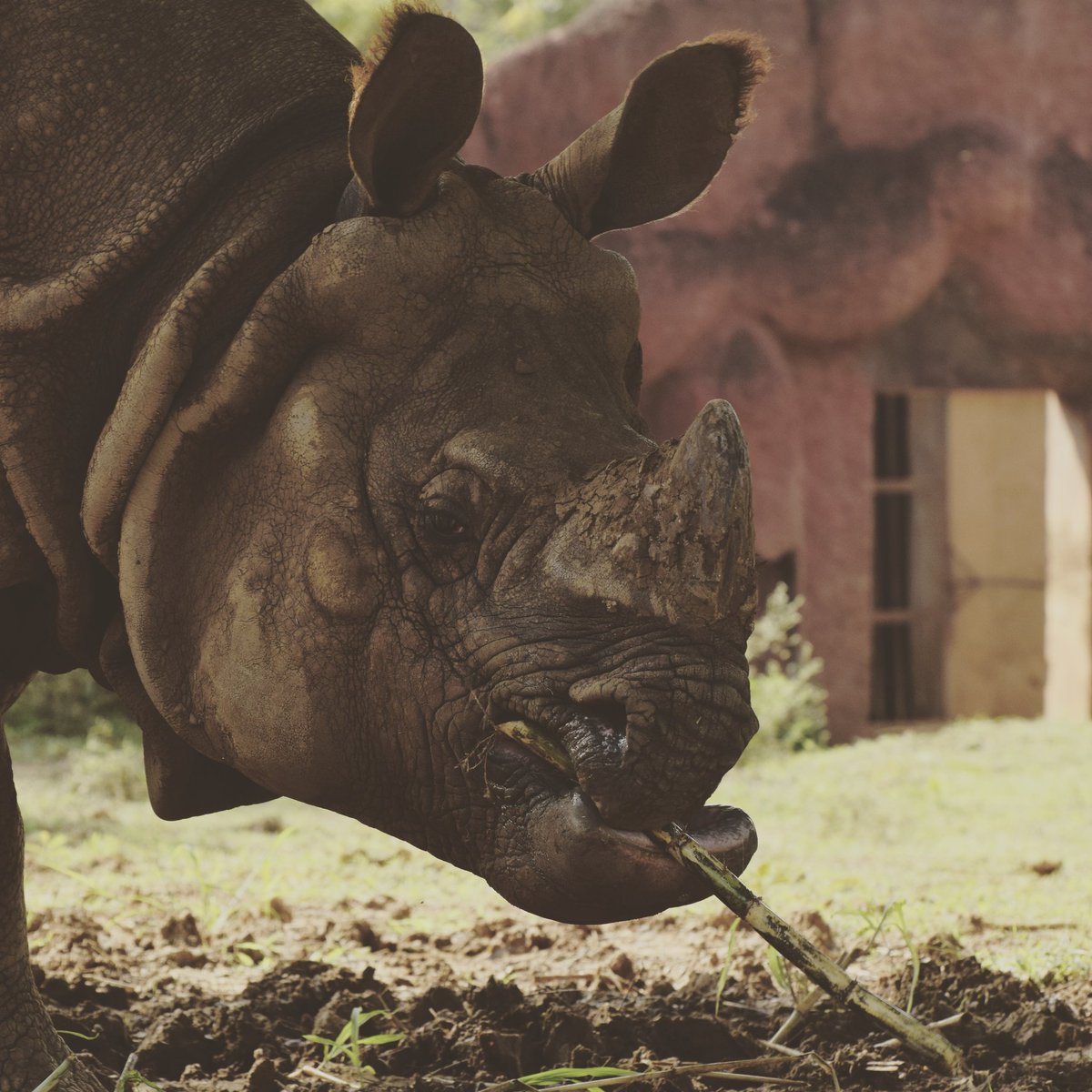 vizagzoo_igzp's tweet photo. Rhinoceros is a combination of the greek words Rhino and Ceros which means Nose and Horn.Their Horn is made-up of keratin the same protein which forms the basis of our Hair and Nails.
#rhinoceros #rhinocerosinthewild #rhinoconservation #animalsconservation @CZA_Delhi @moefcc https://t.co/lkTdy5e1iH