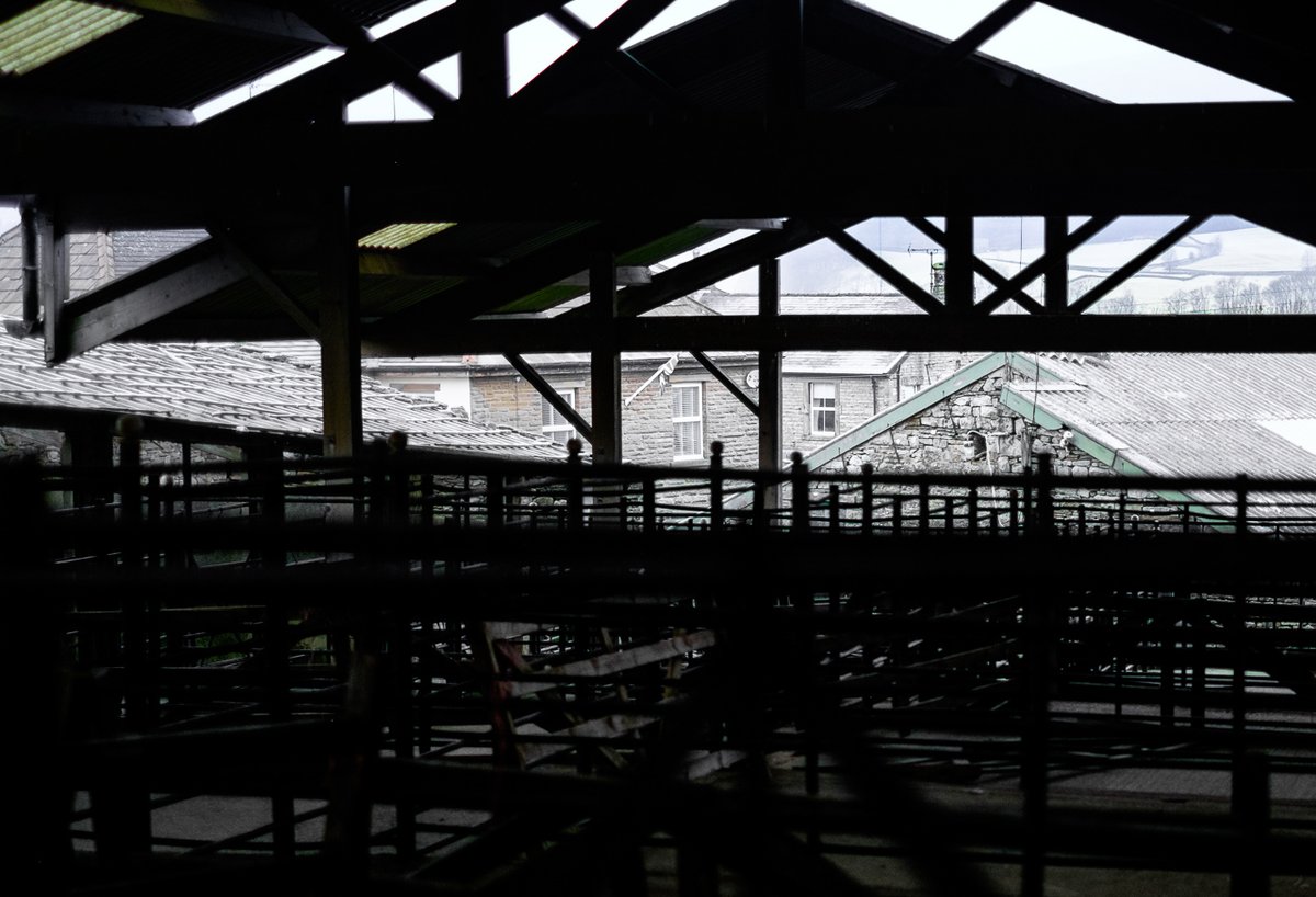 We're a bit late getting there, what with stopping to take photos, so we'll nip straight through the mart to the icy pens outside...