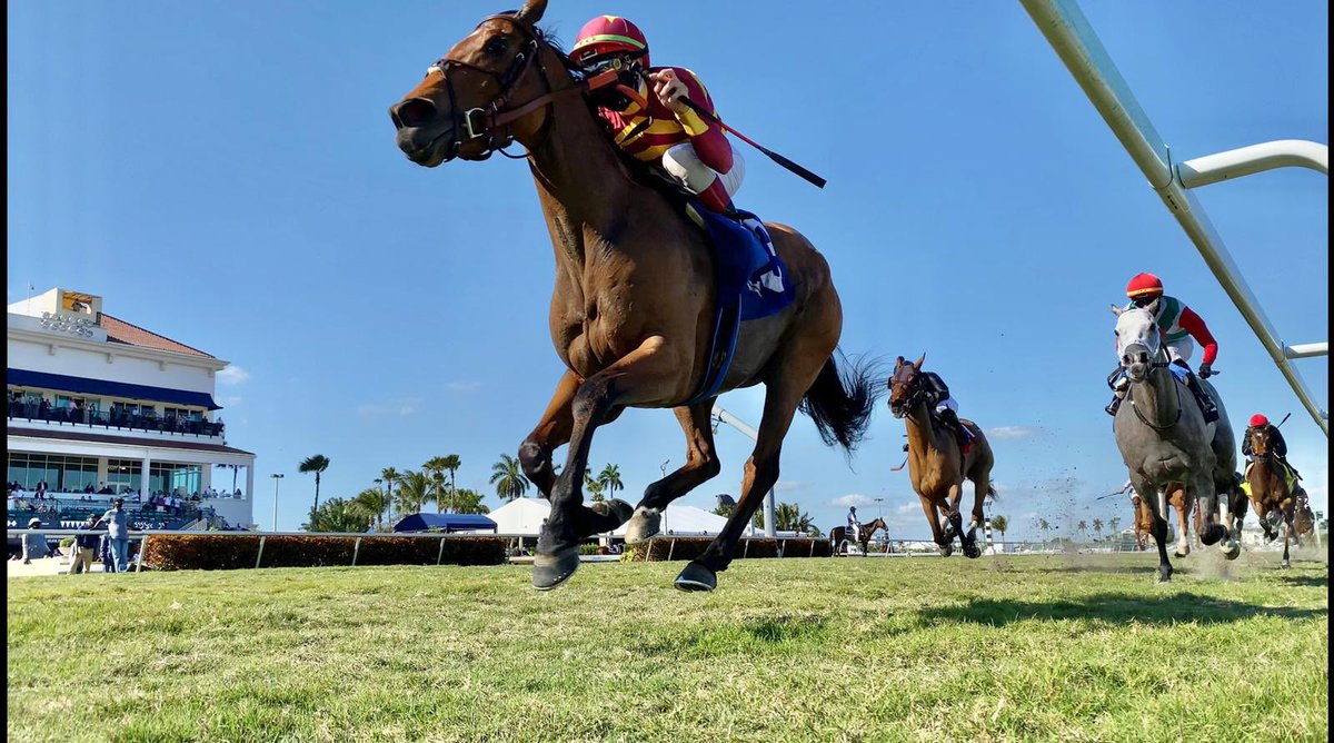Exacta_Box's tweet photo. Ya estamos al aire a través del canal de YouTube de EXACTA BOX con el análisis de la Pegasus World Cup 2021. https://t.co/tWwjLgzJjY Suscríbete a nuestro canal de @YouTube y disfruta todo nuestro contenido. #Hipismo #ExactaBox #PegasusWorldCup https://t.co/8PkWAOi2lV