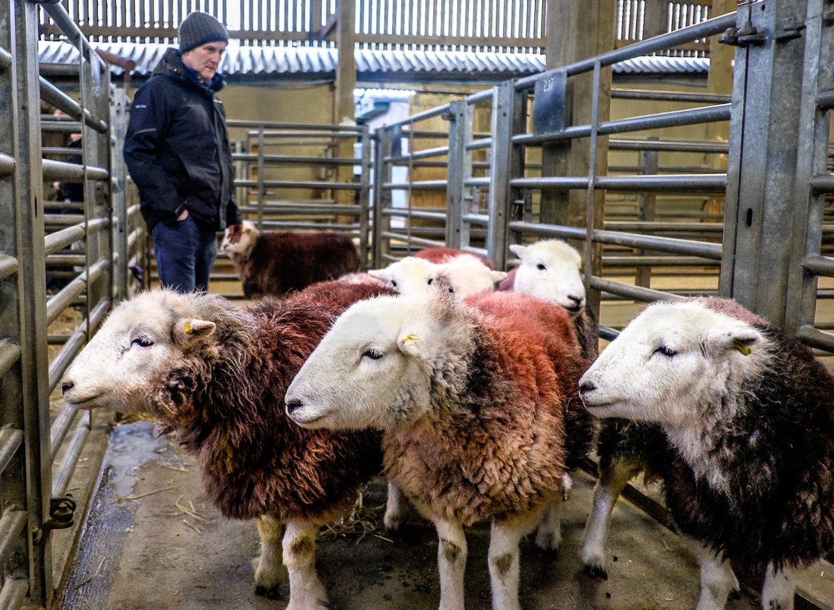 where Anthony Hartley is still judging the Herdwicks