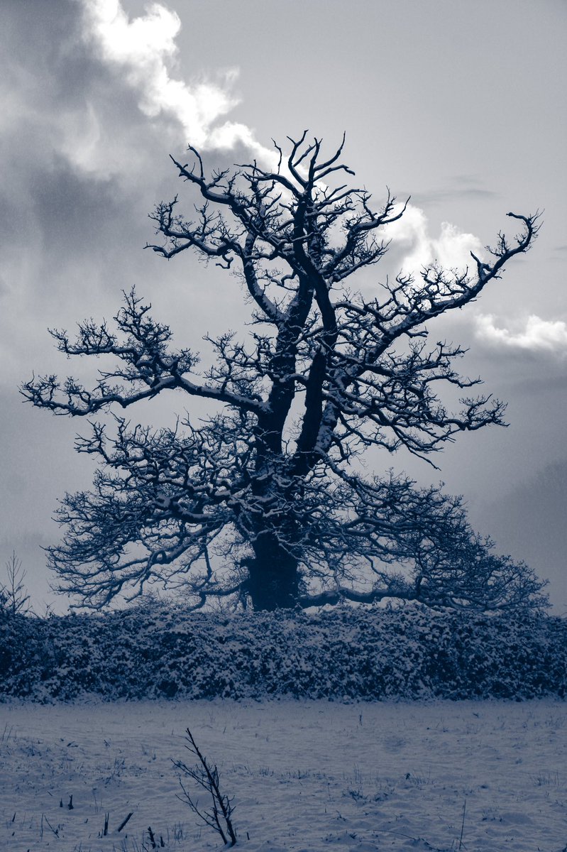 JenksNye's tweet photo. ❄️❄️ #photography #NaturePhotography #snowday https://t.co/6sGJYxu2YM