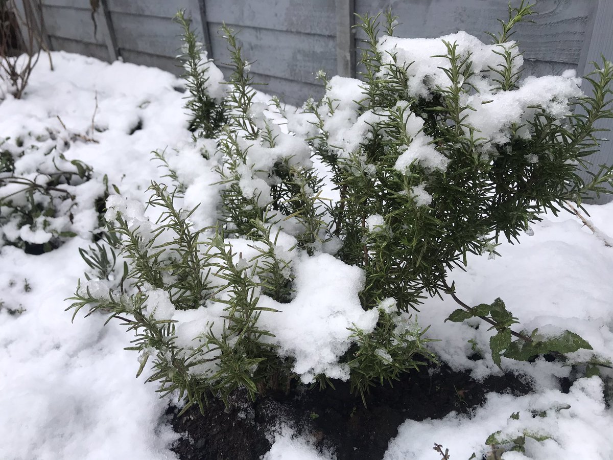 Katie_DB's tweet photo. Snow ❄️ Melting fast! https://t.co/dFpAF8ndSe