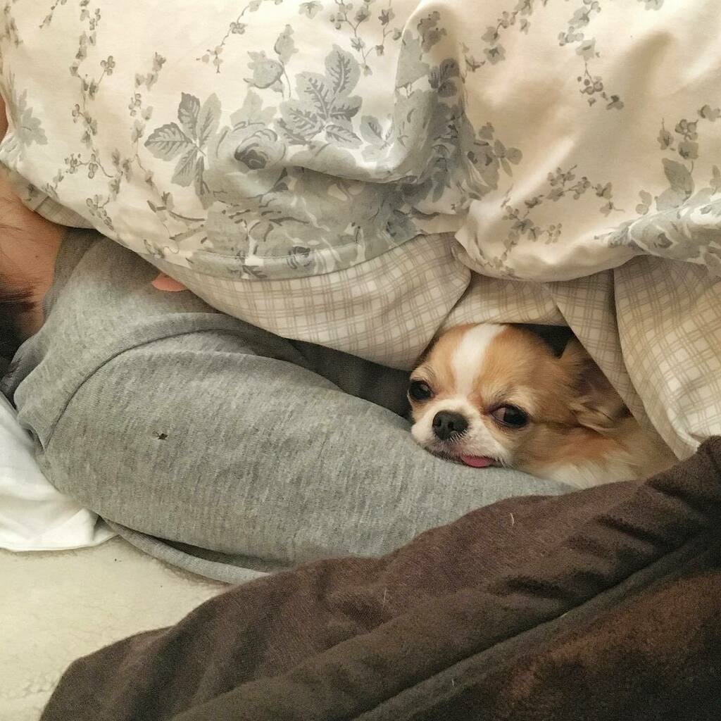 sleepin on mom’s arm pillow🐶💤
・
毎朝こんな感じで目を覚まします😪
・
#ちま #チワワ #chihuahua #ชิวาวา #PECOいぬ部 #WeeklyFluff #dogs #dogsofbark #chihuahuaaddict instagr.am/p/CKa3y6Mr2nX/