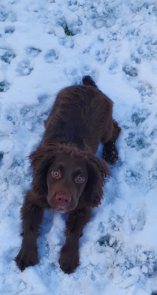 msparkled's tweet photo. Look at me Mam! I want that treat soooo much I'm going to lie down in the snow for it! #DogsOfTwitter #JarvisTheCockerSpaniel https://t.co/IMyUif3gxe