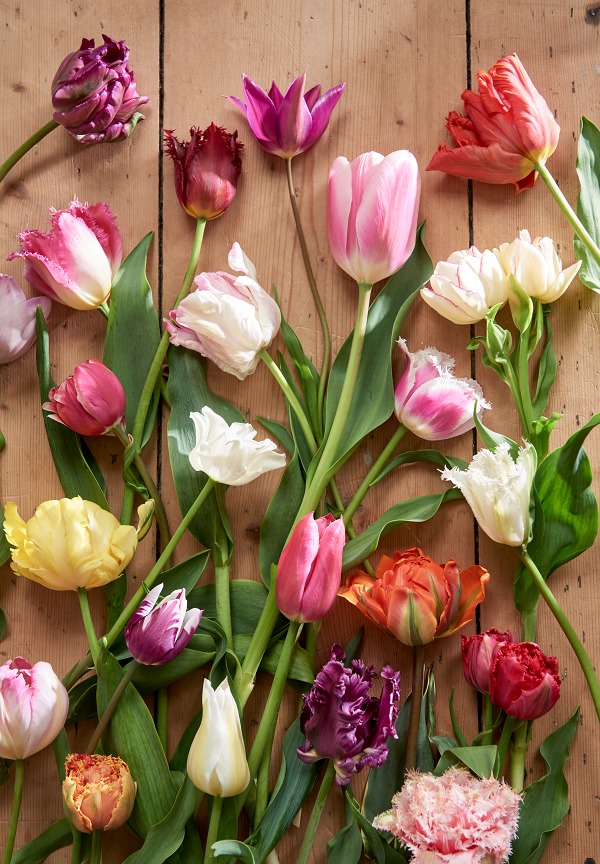 Het tulpenseizoen is weer begonnen!! Heeft u ze al in huis gehaald? Hierbij een tip: Snij de tulpen altijd schuin af aan de onderkant, dan blijven je tulpen langer staan. #tulpen #mooiwatbloemendoen #bloem #inhuis #ditisvdf #openuptogrow