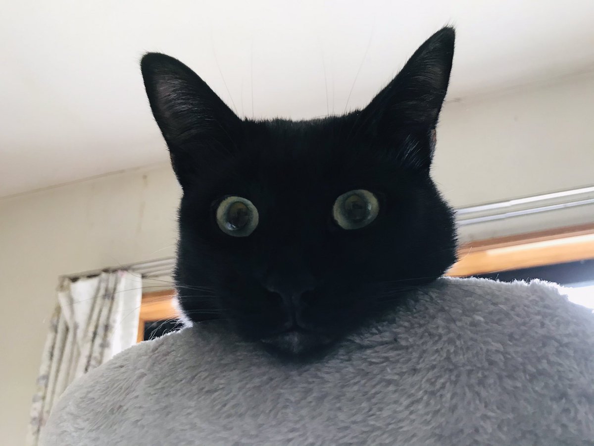 まっくろくろすけとポンポコリンのぽんた 黒猫飼いの皆様 昼間に黒猫の写真撮るの難しくないですか なかなか可愛く撮れない 黒猫