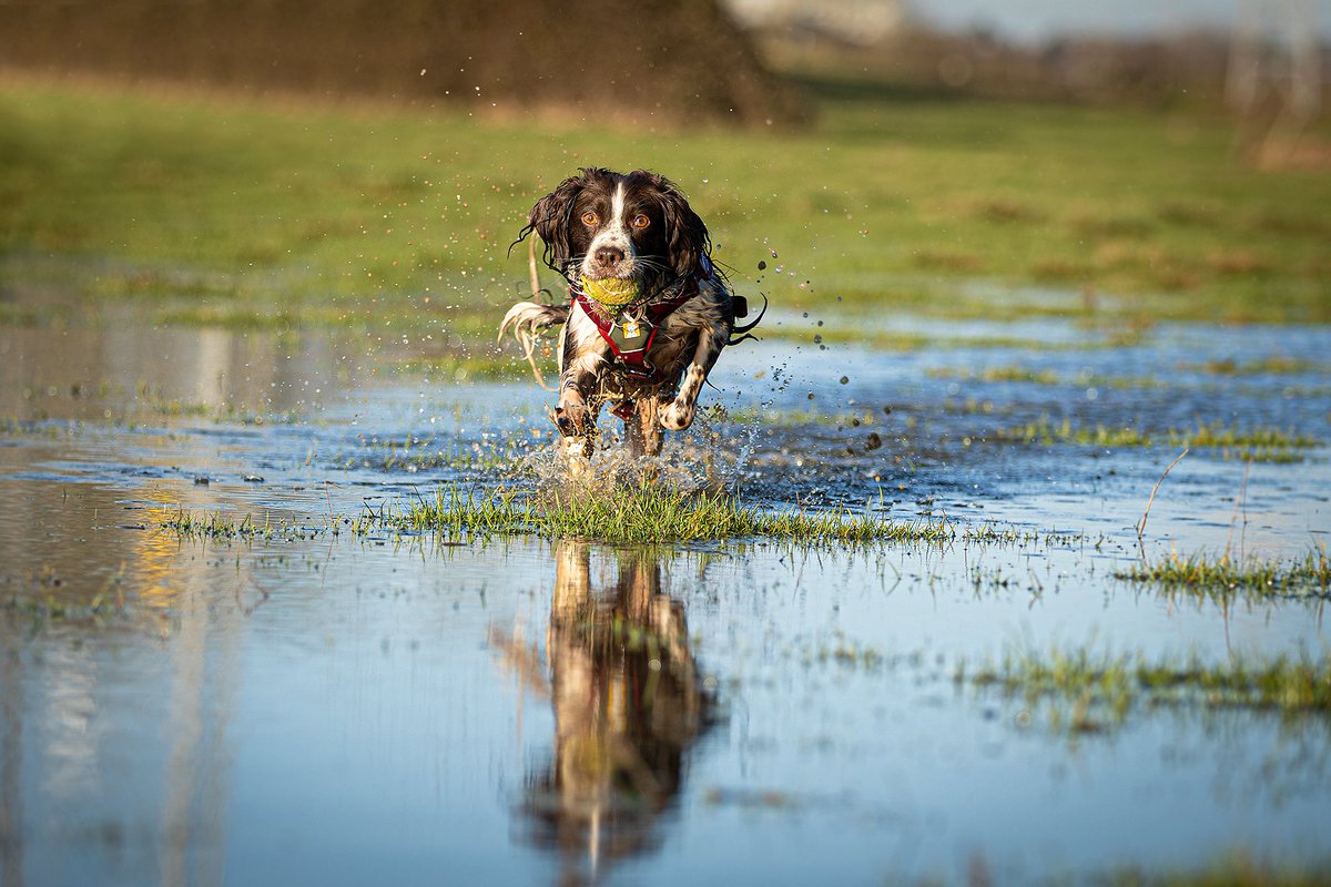 Enviro-Dogs tweet media