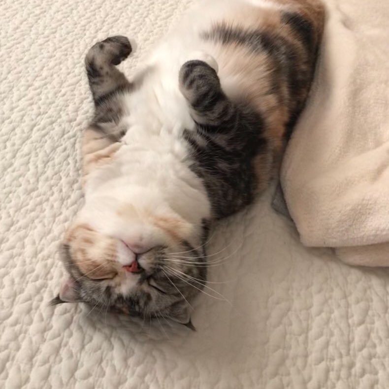 寝たフリをしながら飼い主さんが抱きついてくるのを待ってる猫さん あまりにも可愛い チラチラ薄目開けて確認 Togetter 寝たフリをしながら飼い主さんが抱きついてくるのを待ってる猫さん あまりにも可愛い チラチラ薄目開けて確認 Togetter