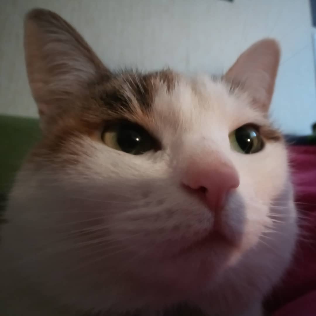 cybertronicfans's tweet photo. Funny and cute cat Decepticon Frenzy) We love you💚 https://t.co/kkFGtj14Rn