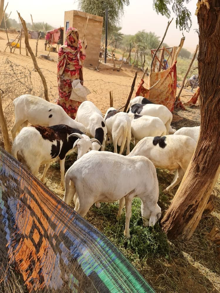 MoussaMMaouloud's tweet photo. @FAO en Mauritanie continue à renforcer les moyens d'existence des populations vulnérables dans les wilayas du #Tagant et de l'#Assaba, à travers la mise en place des unités d'embouche ovines au profil des femmes Cheffes de ménage et filles en déperditions scolaires.
#Zerohunger https://t.co/eIn6WDx0bL