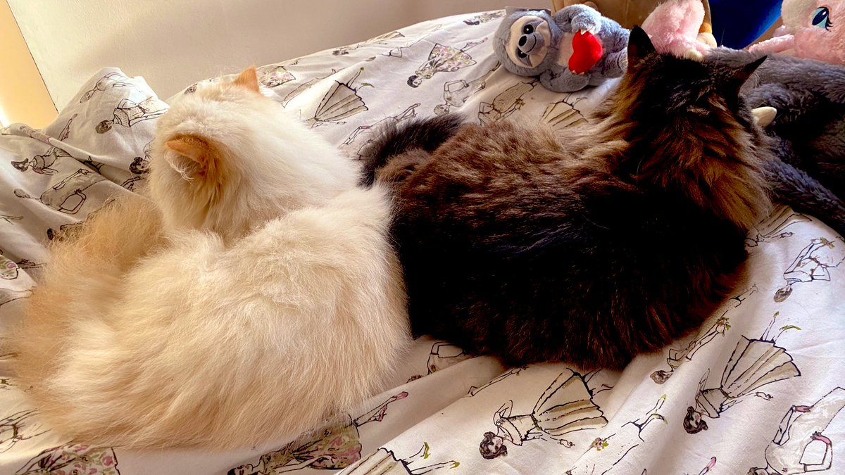 MegalomaniacMo2's tweet image. #supersunday #SundayMirror #queueing #breakfast welcome my new followers and furr friends x