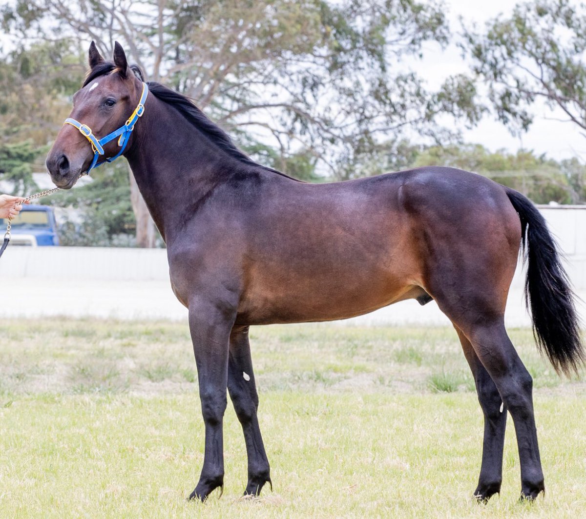 2021 APG APTS Yearling Sales Lot 119 MAJESTIC SON - SCIAMACHY Colt
His Dam is 1/2 Sister to G1 Winner IM STATELY (13 Wins $248,000) &amp; 3/4 Sister to G1 Winner PRINCESS MILA (15 Wins $158,935)