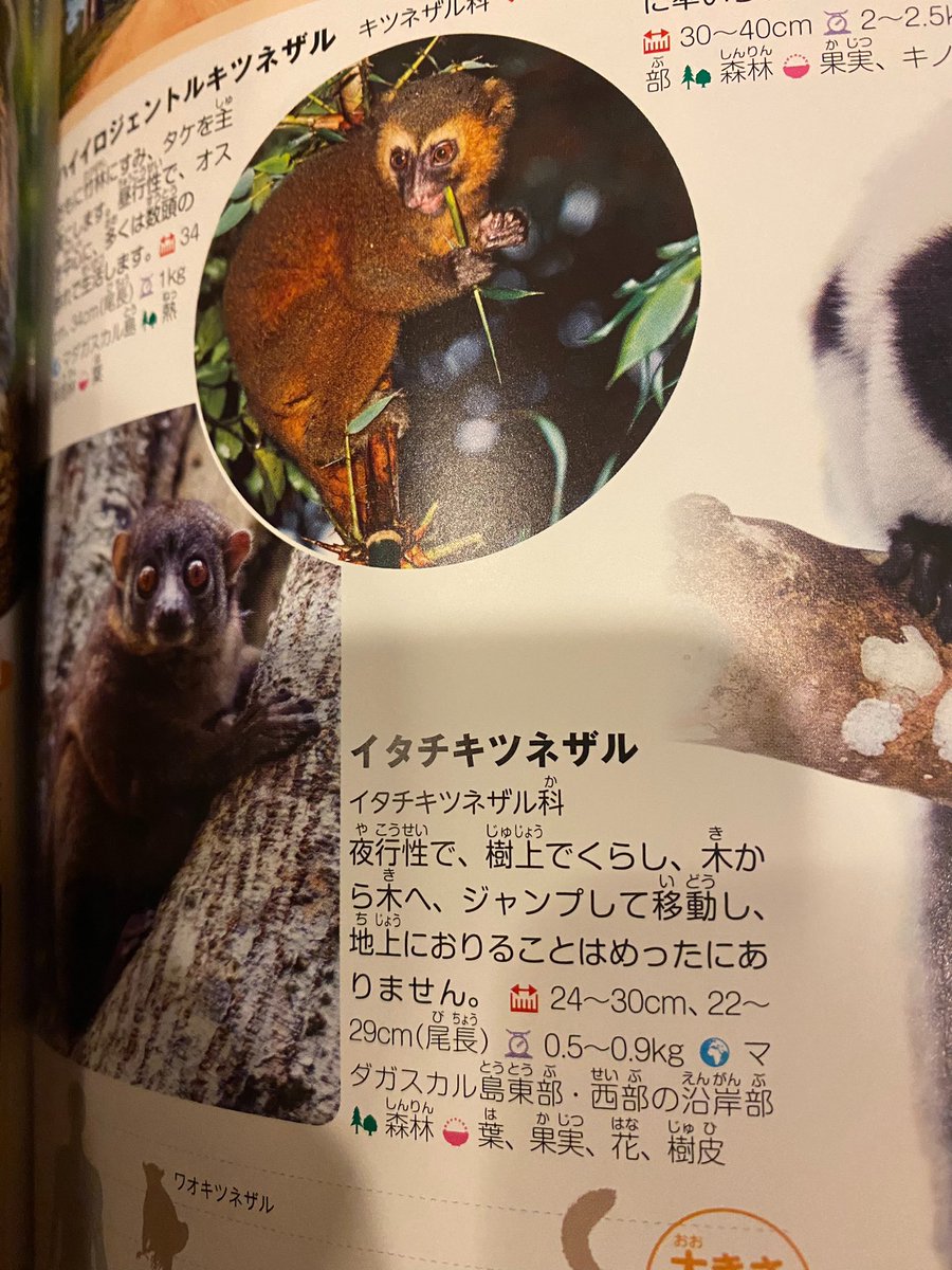 マダガスカル アニメ 最新情報まとめ みんなの評価 レビューが見れる ナウティスモーション マダガスカル アニメ 最新情報まとめ みんなの評価 レビューが見れる ナウティスモーション