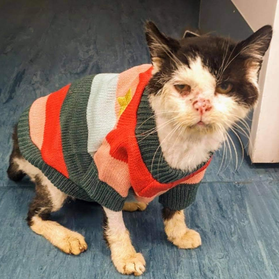 StrayCatsWM's tweet photo. #rememberingmaximus https://t.co/kF7lrI4wHT