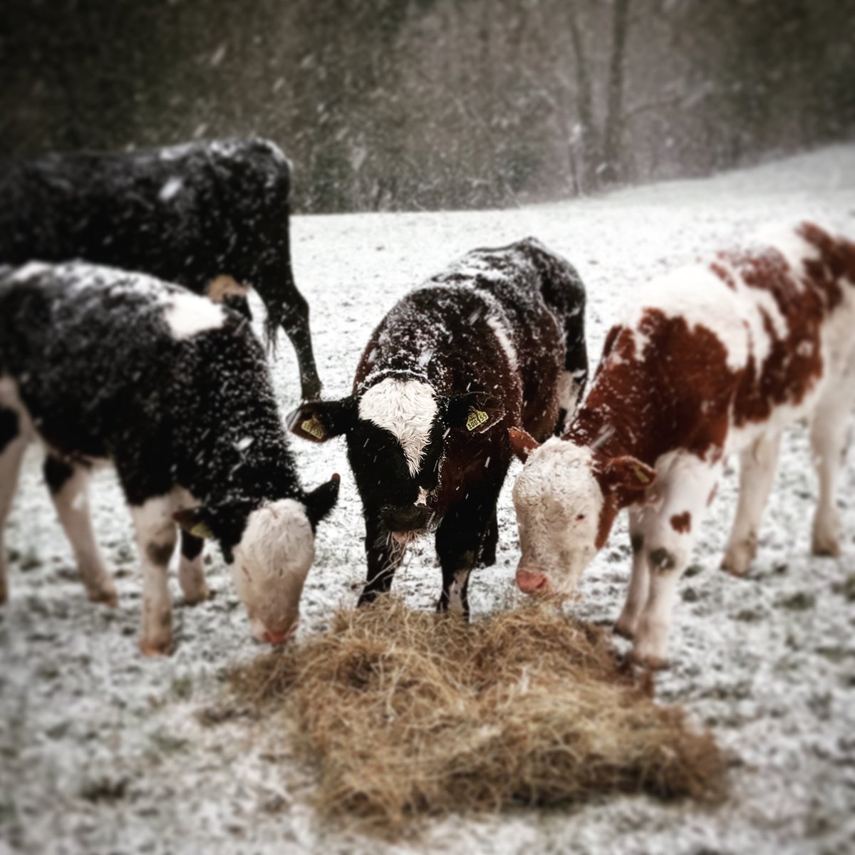 BuckmoorendFarm's tweet photo. Tough conditions for the cattle this morning! Our shop and kitchen are open today though from 10 - 4
#chilterns #cattle #farmedenvironment #farming #farmshop https://t.co/nlEL0mPNnt