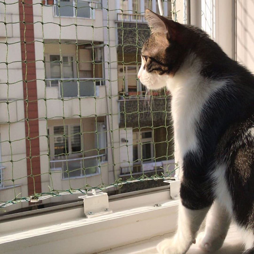 WinblockTR's tweet photo. Winblock Pets ile pencere keyfi..🐾🍃 https://t.co/PIrVvvxRCb