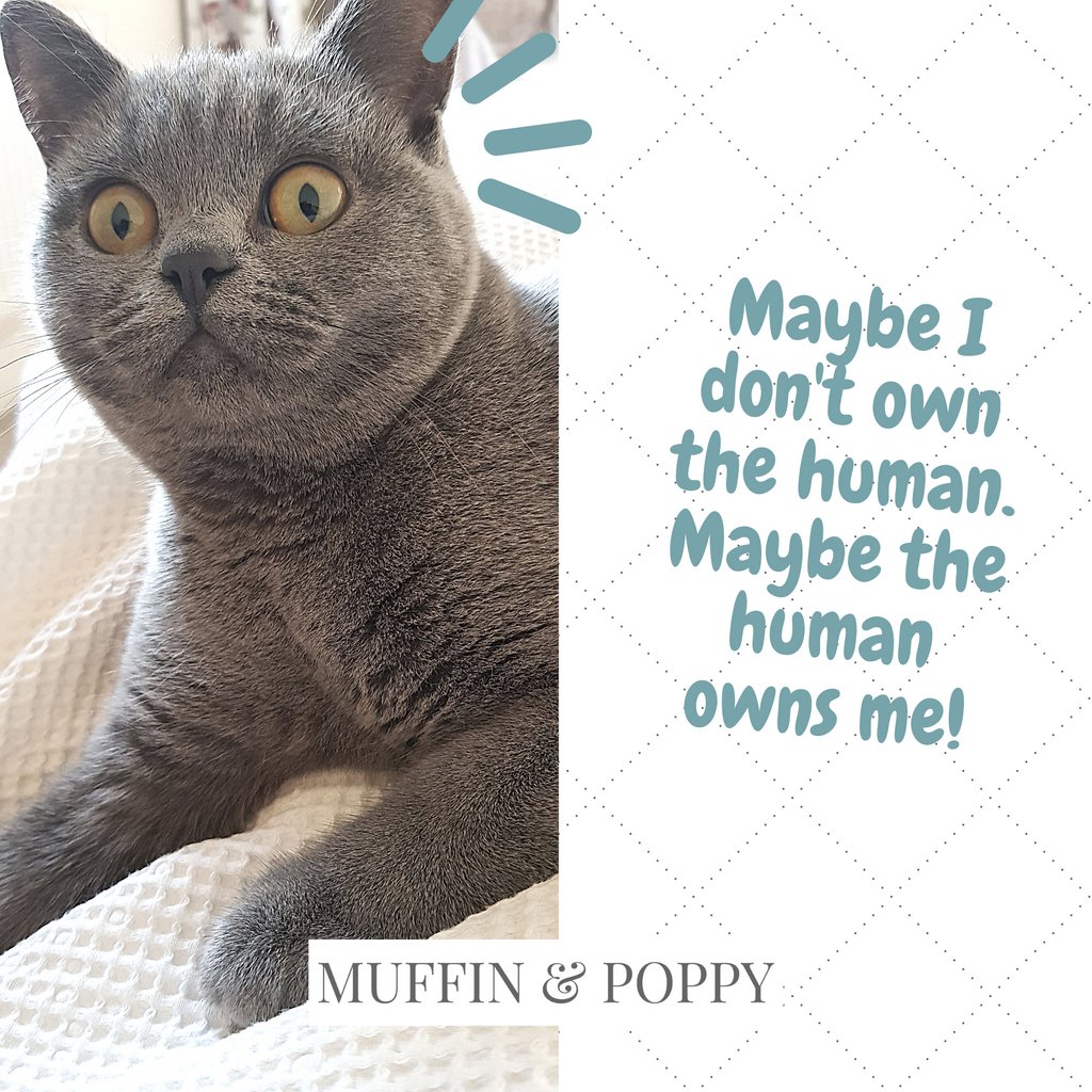 Muffin & Poppy (@muffinandpoppy) / Posts / X