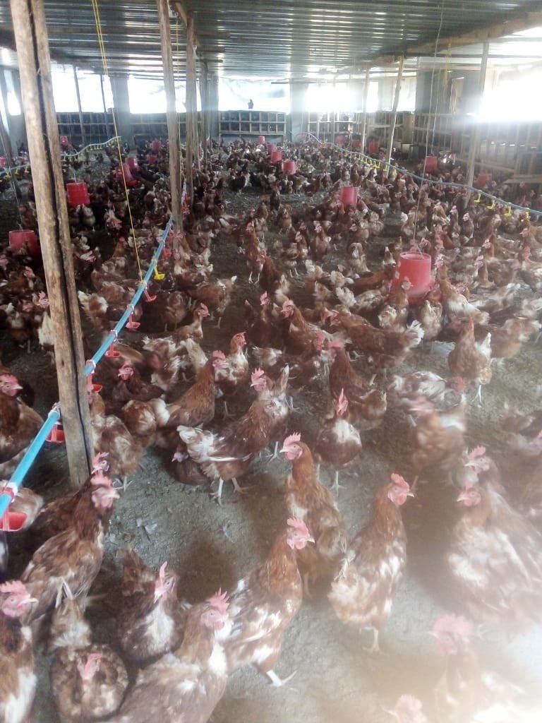 My chickens journey started in January 2018 with 2000 layers chics. In May 2018 I added another 3000. When they all started laying, we would pick around 120-140 crates per day. In March 2018 I bought cheap Maize which we crushed and mixed with concentrates and fed the chickens.