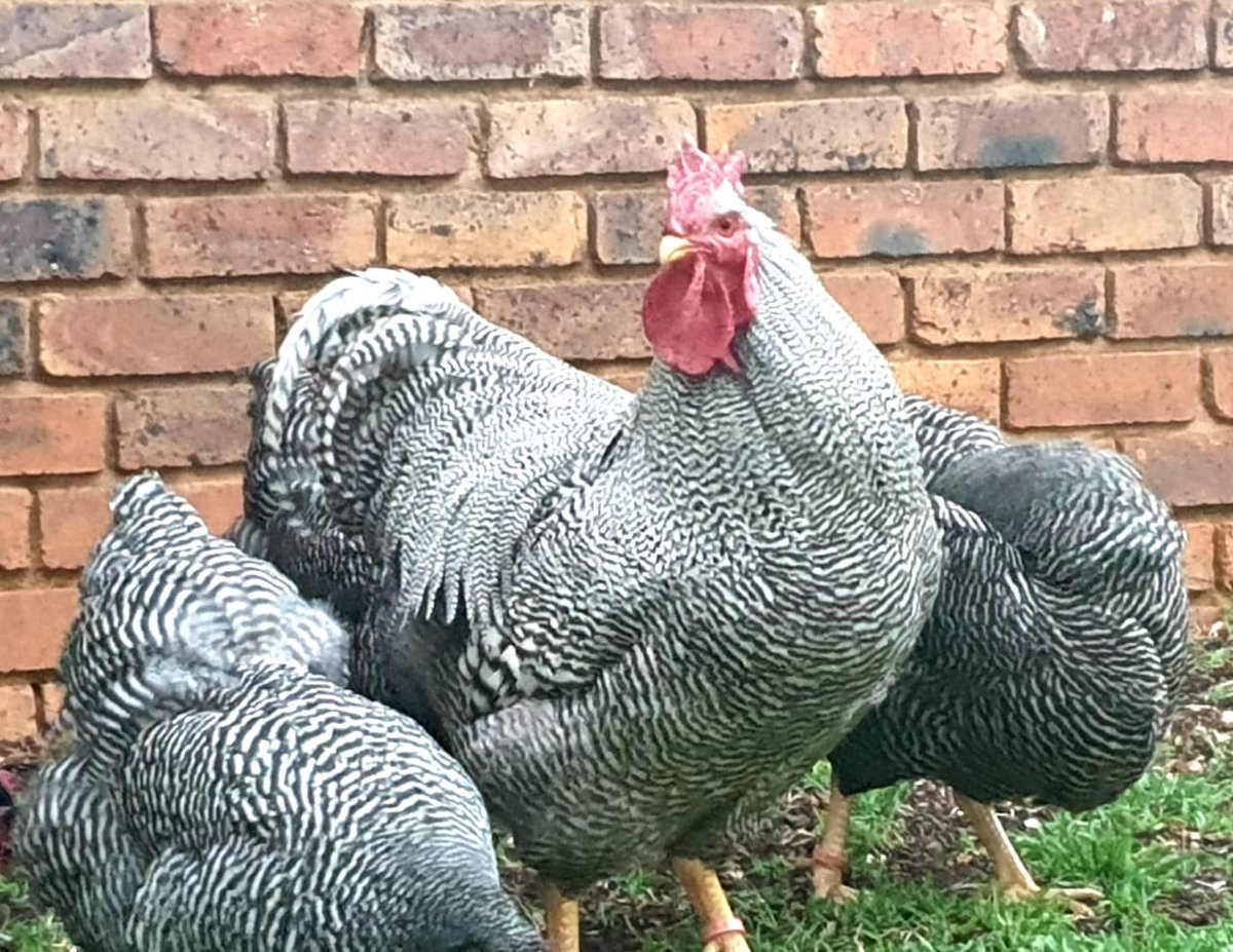 That was the first mistake. The laying % dropped to below 40%. Lesson I learnt is that always feed chickens with Maize good enough for human consumption. If you can’t eat it, don’t give it to chickens. I had no option but to sale them all. This was devastating.