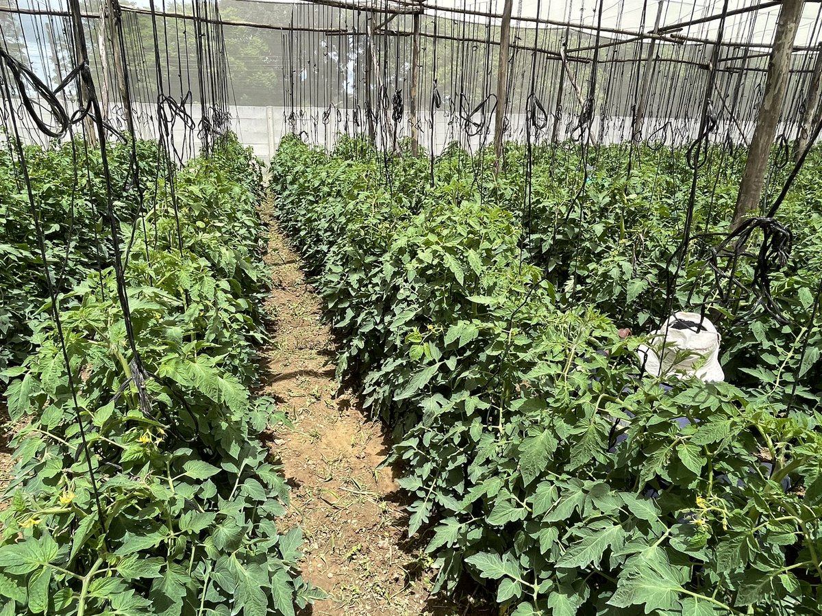 I was not happy as I had failed to recoup my initial investments since I had built very big foul runs and infrastructure at the plot. In between I had also invested in 2 greenhouses and I was doing tomatoes. The guy who made them did a magaba job as they were too short